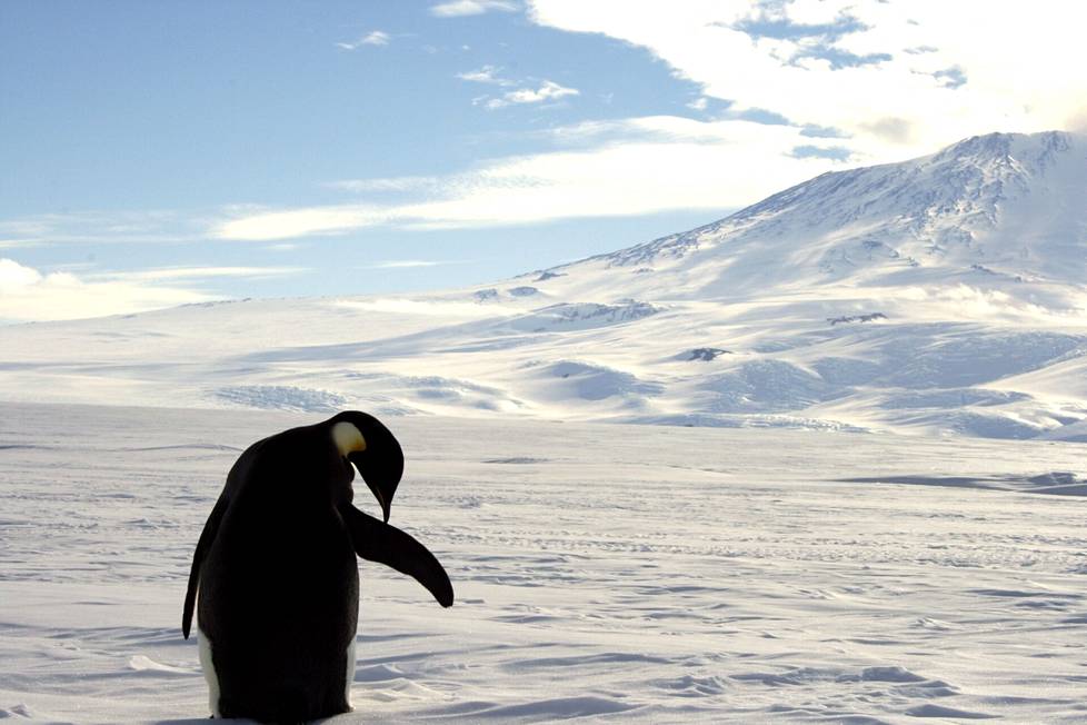 Keisaripingviineistä jopa 99 prosenttia on kadonnut vuoteen 2100 mennessä, ellei ilmaston lämpeneminen hidastu.