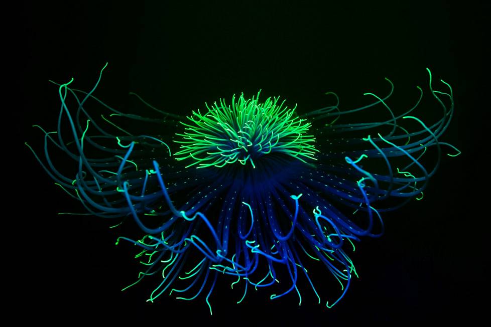 James Lynott’s Anemones won prizes in a series of British compact camera images.