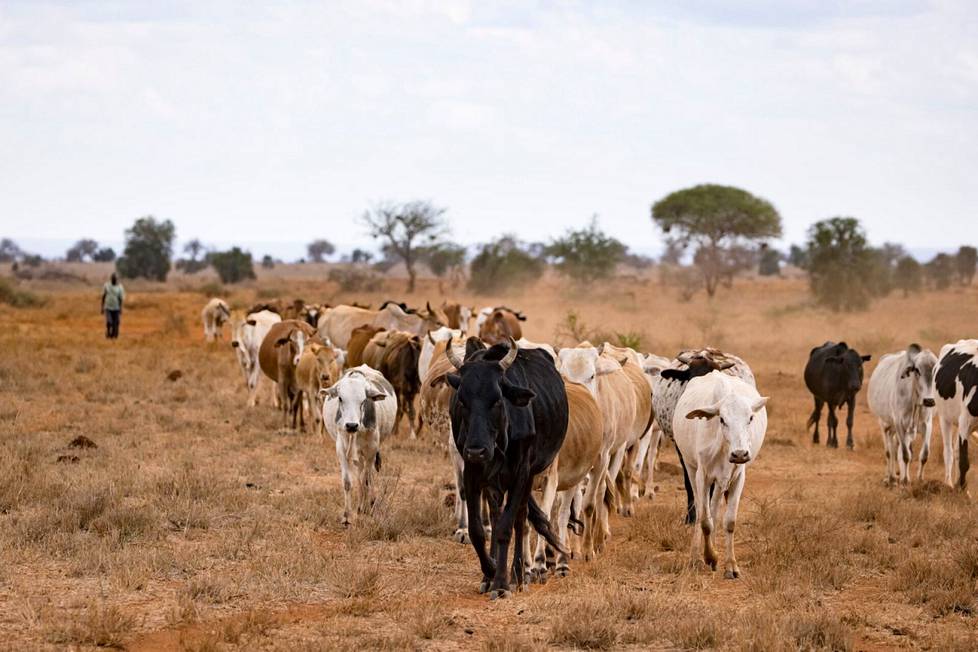 Naudat laidunsivat Keniassa Taitavuorten juurella. Samalla savannilla ruokailivat myös norsut, puhvelit ja seeprat. Ylilaidunnus on kuitenkin paikoin muodostunut ongelmaksi.