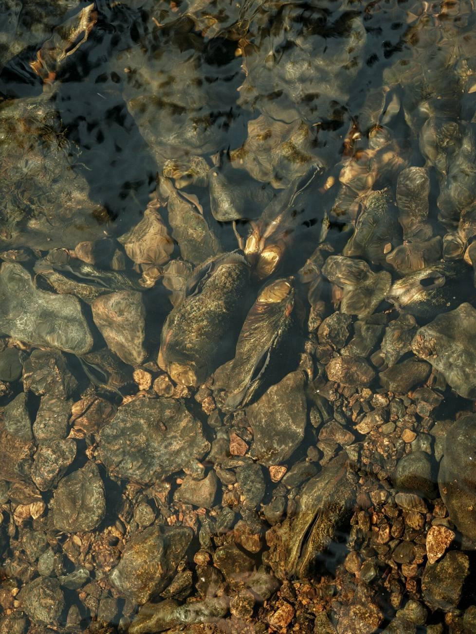 Cracks in the upstream gravel. The bottom should breathe so that even the little crusts can survive there. There are also many schools of small fish swimming in the river.