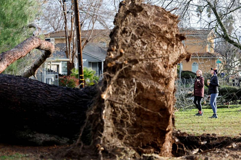 Puu irtosi juurineen maasta Sacramenton myrskyssä 8. tammikuuta. 