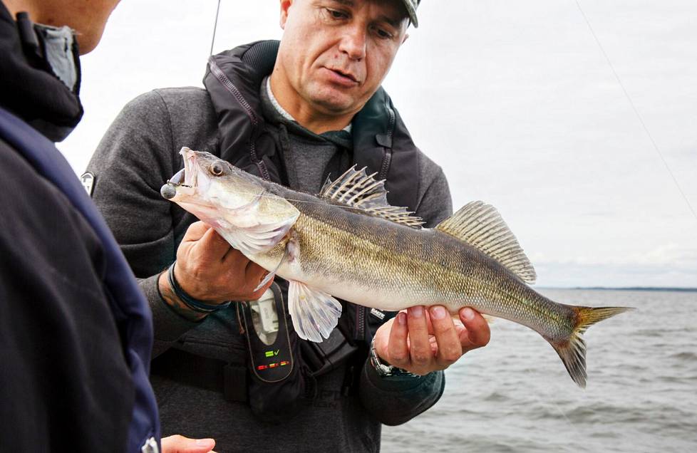 Kalaopas Stipo Lipovac esitteli jigillä saamaansa kuhaa Ruotsin Hjälmaren-järvellä syksyllä 2018. Hjälmarenilla kuhan alamitan nosto kasvatti sekä kalojen kokoa että määrää.