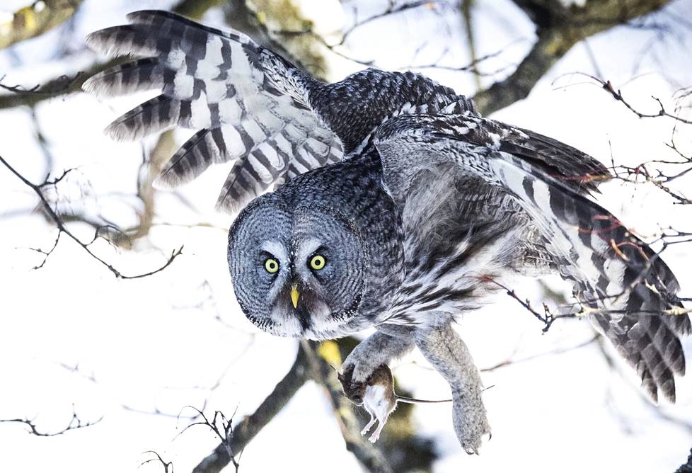 Kotkansaaressa viime viikolla metsähiiren saalistanut lapinpöllö tallentui Juha Metson kameraan. 
