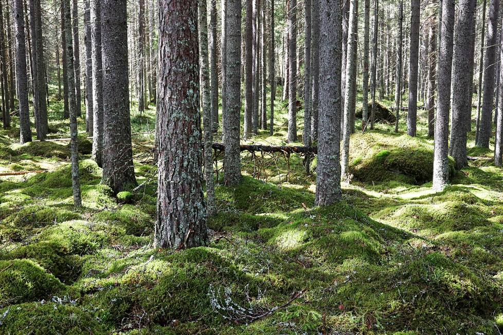 Metsää Liesjärven kansallispuistossa Tammelassa. Etelä-Suomen metsämaasta alle kolme prosenttia on tiukasti suojeltua. Vanhoja metsiä on niin vähän, etteivät ne riitä täyttämään olemassa olevien suojelualueiden lisäksi kymmenen prosentin suojelutavoitetta.