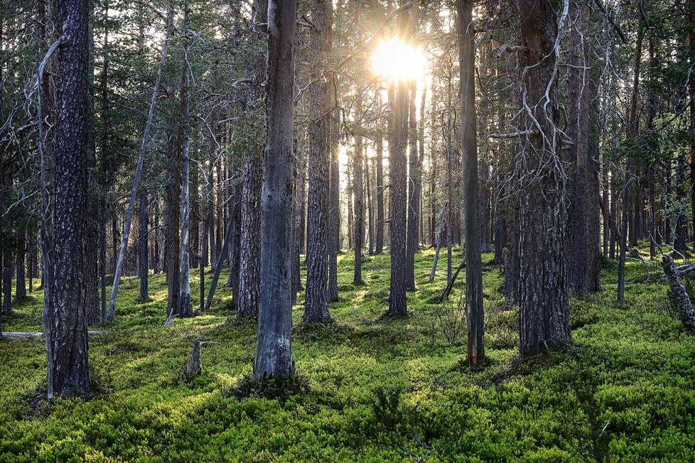Suojeltavia kohteita Suomessa ovat ennen kaikkea luonnontilaiset metsät. Niiden tilaa ei saa heikentää. Kuvassa ikimetsää Inarin yhteismetsän alueella. 