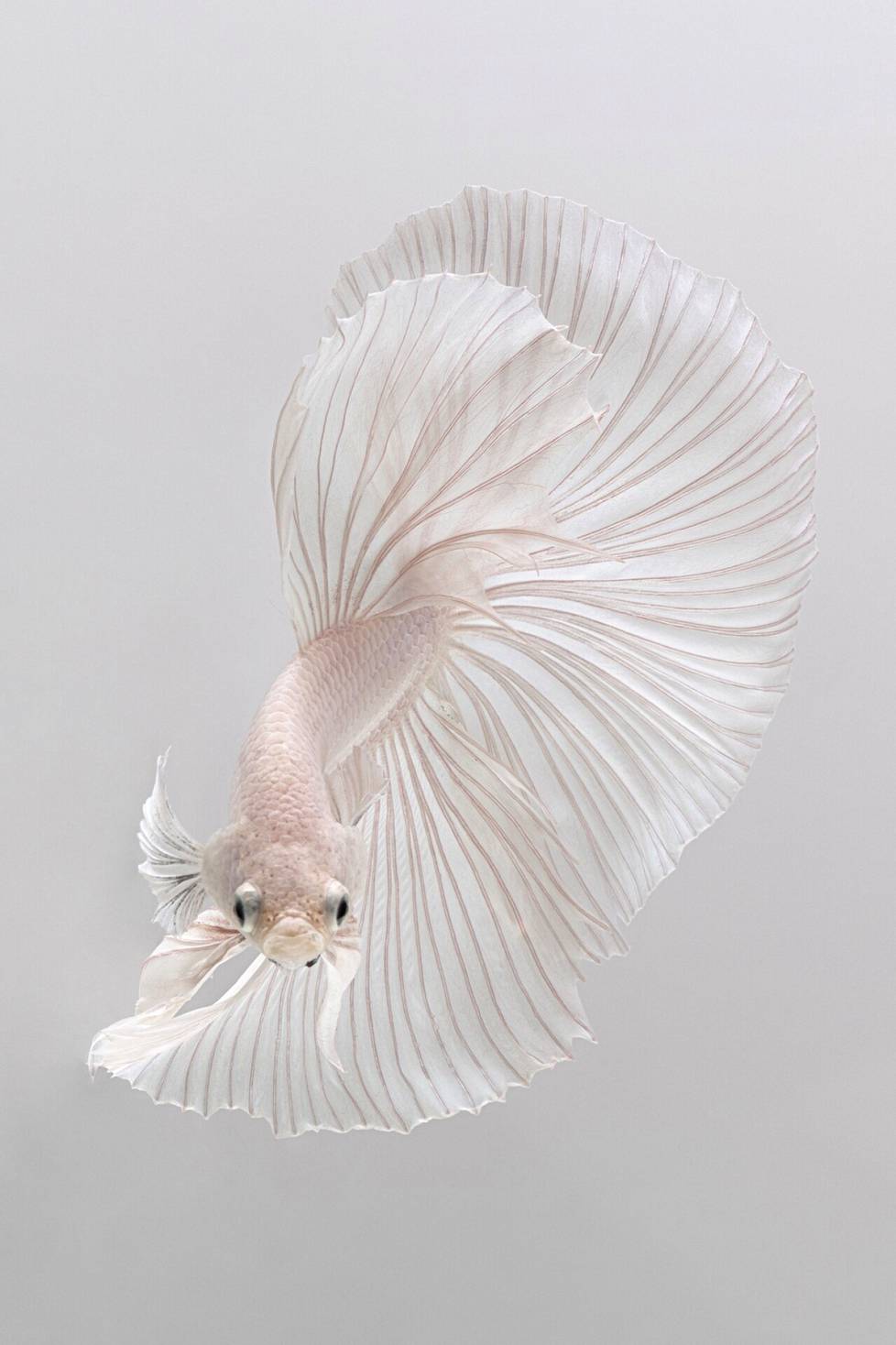 Bangkok-based Visarute Angkatavanich has become known for his photographs of fish. 