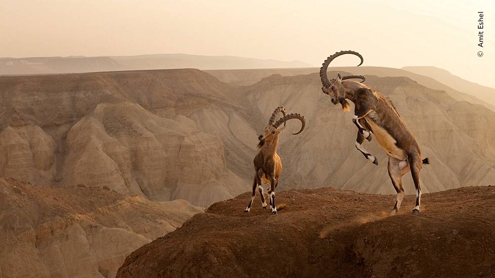 Eläimet luonnollisessa elinympäristössään -kategorian voitti israelilainen Amit Eshel. Israelin aavikolla otetussa kuvassa kaksi nubianvuorikaurista ottivat yhteen rinteen reunalla.