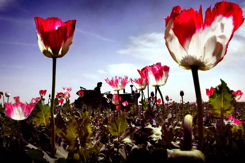 Oopiumunikkopelto Afganistanissa. Maassa viljellään valtaosa heroiiniksi päätyvästä oopiumista. Viime vuoden tuotanto oli ennätyksellinen, Yhdistyneet kansakunnat arvioi.