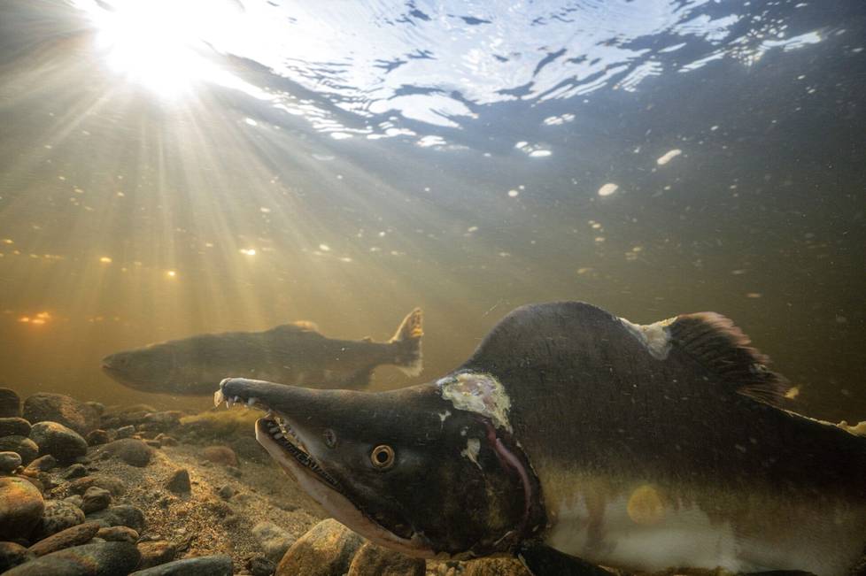 Humpback salmon dogs (front) wait near spawning females.  They hope to be able to spray milk on the roe's eggs.