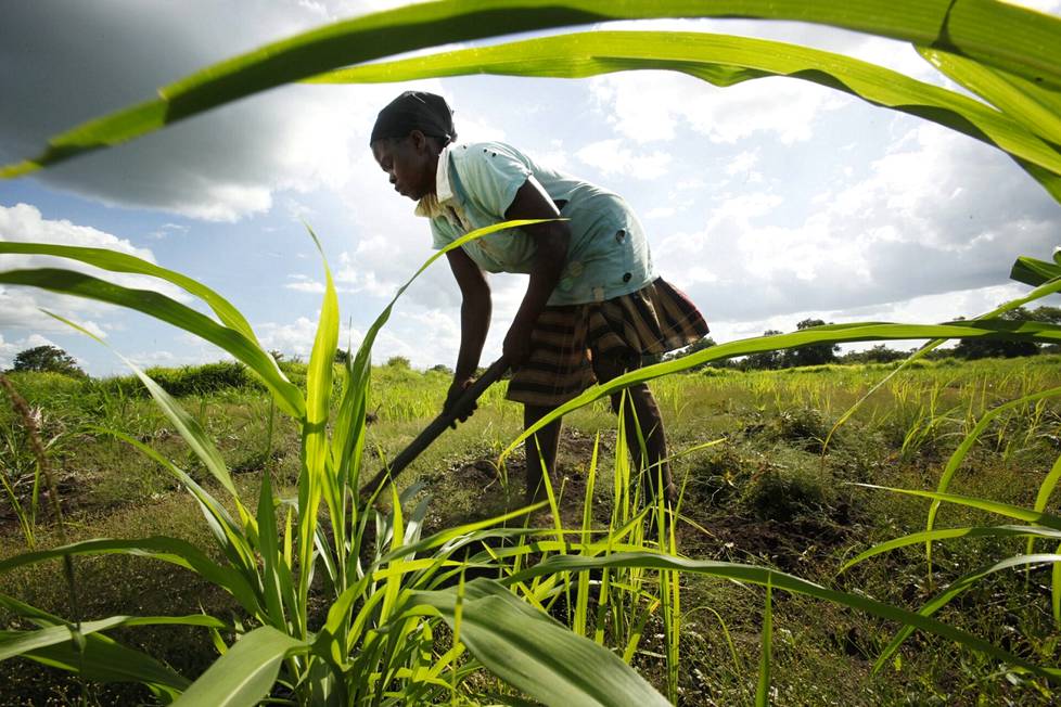 Viljelijä kitkee rikkaruohoja riisipellostaan Mosambikissa. 