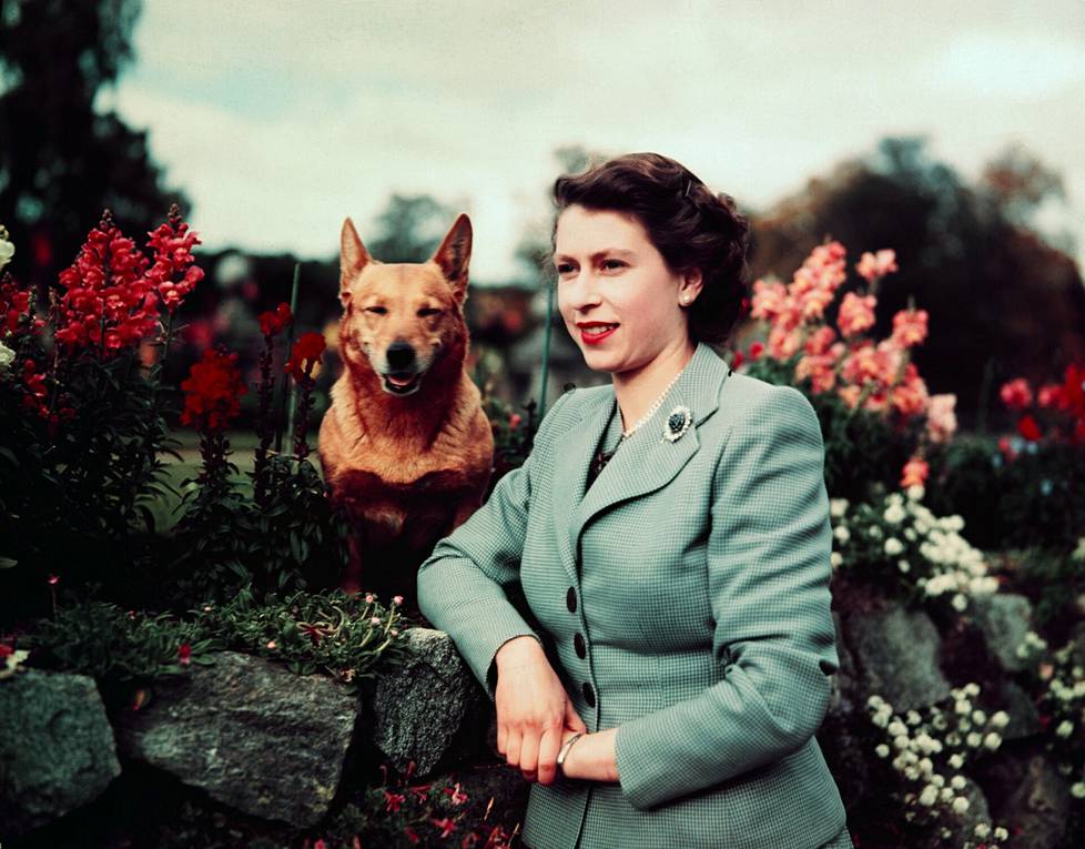 Kuningatar Elisabet corginsa kanssa Balmoralin linnassa Skotlannissa syyskuussa 1952. Hänestä oli tullut kuningatar samana vuonna 6. helmikuuta.