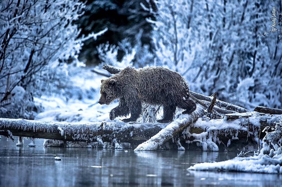 Brittivalokuvaaja Andy Skillen onnistui vangitsemaan hetken, jolloin naaraspuolinen harmaakarhu kulki tukkia pitkin joen yli Yukonissa Kanadassa.