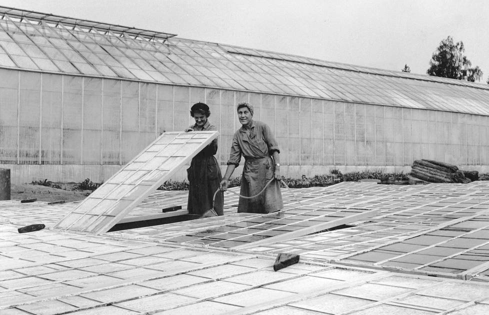 Nuppulinnan kasvihuoneiden yhteydessä oli 210 lämmitettävää taimilavaa. Alkuperäisen kuvatekstin mukaan kuvassa ovat puutarhan työntekijät neiti Kemiläinen ja rouva Malinen kastelemassa taimia. Kuva on 1960-luvun puolivälistä.