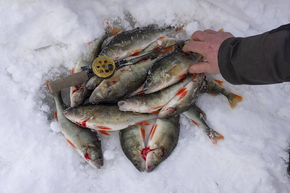 Mika Tuovinen's edible fish.  He reports the day's catches and coincidences on Instagram, where he keeps a public fish diary at puuppa_lowranceproteam. 