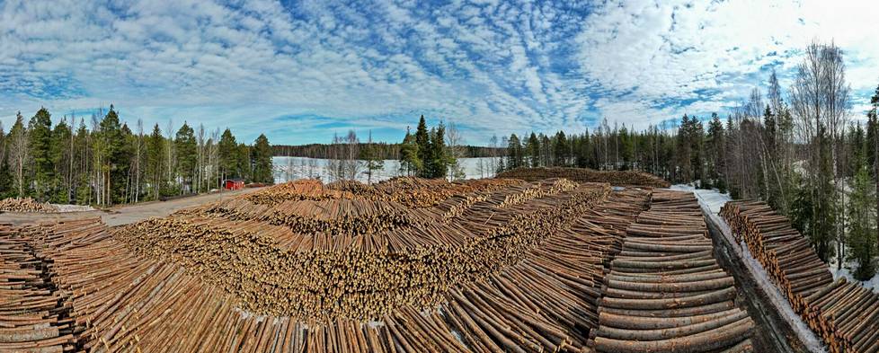 Keskustelu metsien hakkuista ja niiden vaikutusta ilmastonmuutosta hillitseviin hiilinieluihin käy kuumana Suomessa. Kuvassa havupuuvarasto Leppävirralla huhtikuussa 2023. 