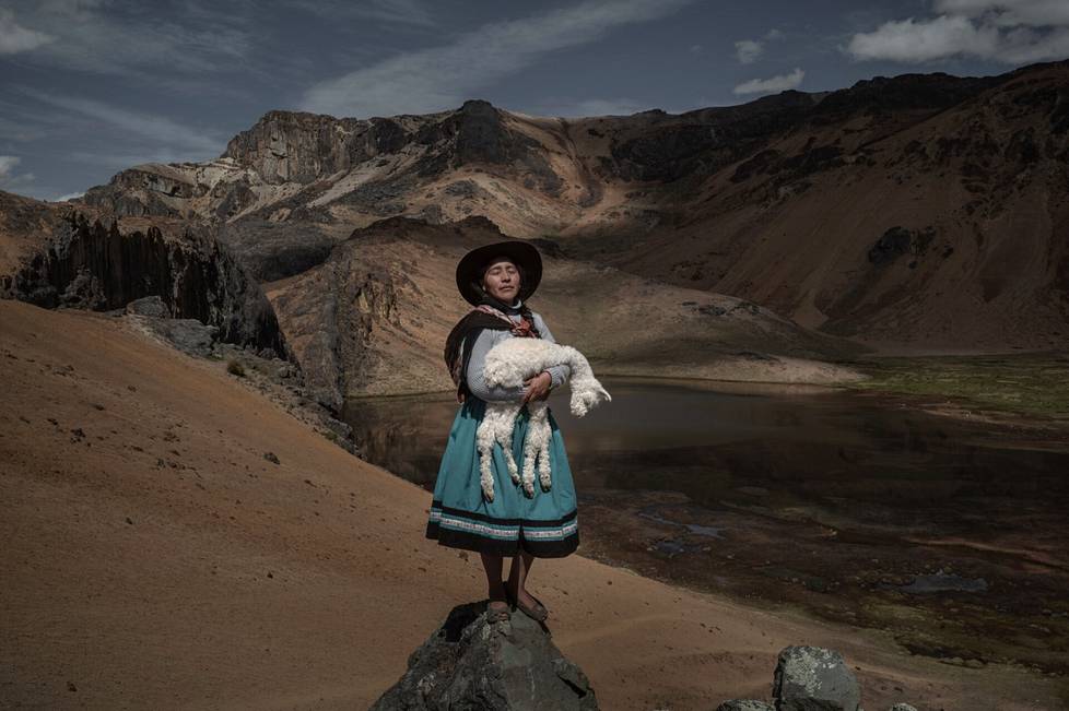 Alina Surquislla Gomez, kolmannen sukupolven alpakkakasvattaja, kantaa alpakan vasaa matkalla perheen kesälaitumille Oropesassa Perussa, 3. toukokuuta 2021. Kuva on kokonaisuudesta, joka voitti Etelä-Amerikan kuvareportaasisarjan. 