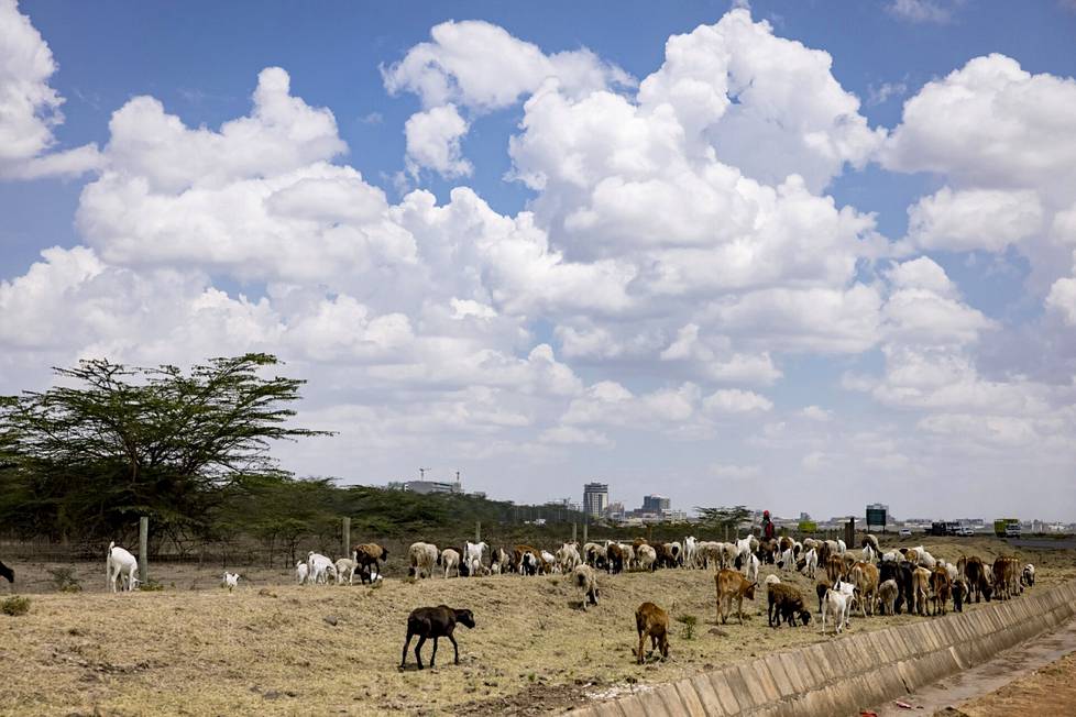 Vuohet ja karja etsivät syötävää tien varrelta Nairobin laidalla.