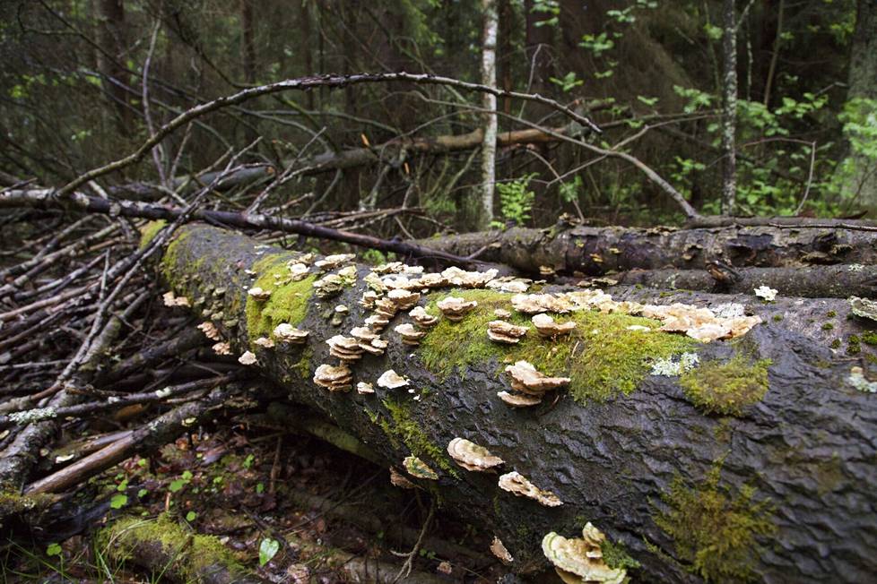 Decaying wood is an important habitat for many dwarf species, for example. 