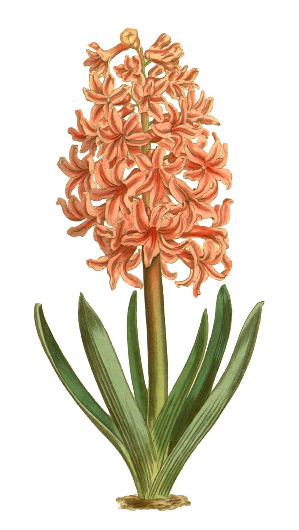 Ranskassa hyasintista (Hyacinthus orientalis) innostuttiin tekemään hajuvesiä jo 1600-luvulla.
