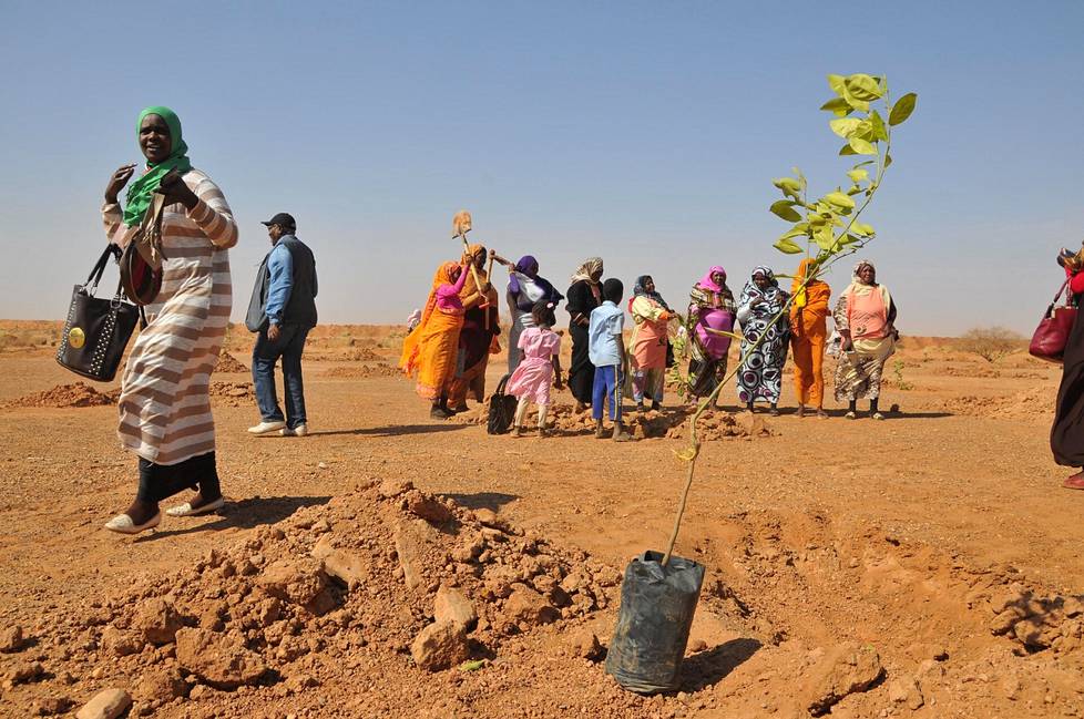 Planting trees near Khartoum in Sudan in January 2017. To date, there has been a lack of follow-up to the success of the Great Green Wall projects.