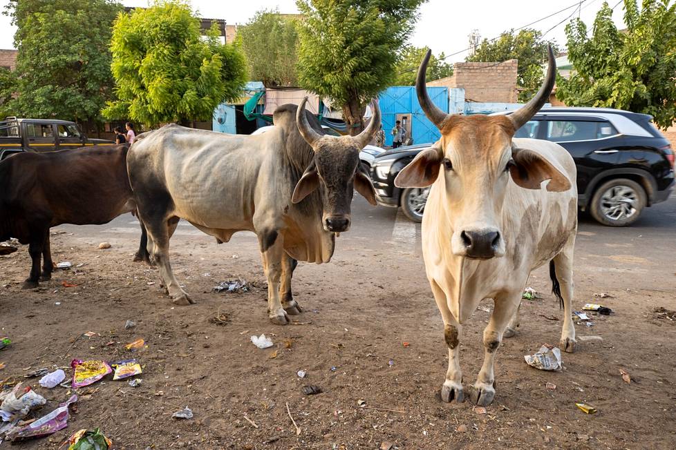 Näistä Jodhpurin risteyksen lehmistä ainakin osa oli vain puoliksi ”villejä”, sillä silminnäkijät kertoivat jonkun käyvän niitä lypsämässä.