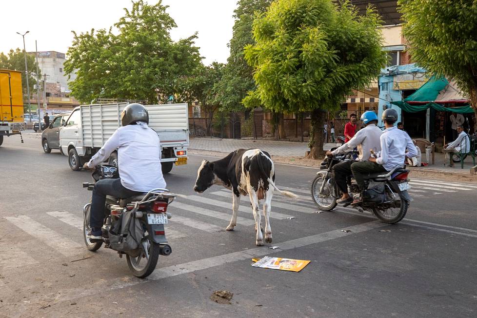 Kaduilla näkyy myös vasikoita ja nuoria lehmiä. HS:n haastattelemien paikallisten mukaan ei ole täysin tavatonta, että vasikoita myös syntyy kadulle.