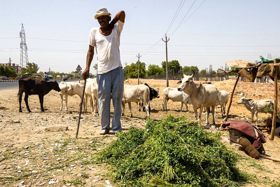 Moun Singh kerää luonnosta lehmille syötävää ja ruokkii sillä villinä kulkevia katulehmiä. Ohi ajavat autoilijat maksavat hänelle, koska he pitävät hindujen pyhän eläimen ruokkimista uskonnollisesti hyveellisenä.