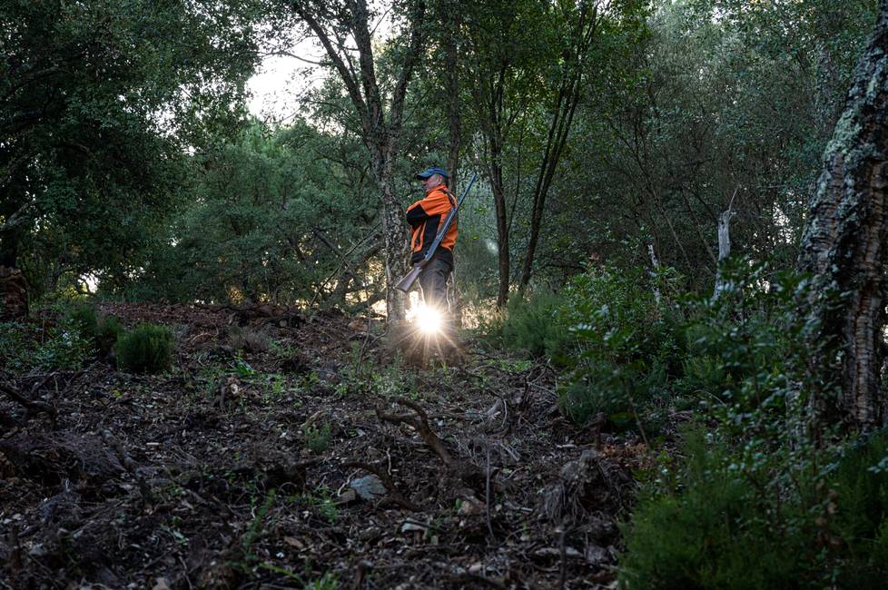 Espanjalainen metsästysseuran jäsen Juan Cózar seisoi aamun sarastaessa passissa villisikojen möyrimässä rinteessä Genalin laaksossa, Málagan maakunnassa Andalusiassa.