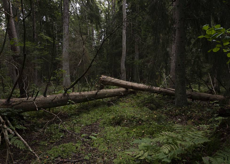 Fallen trees in a 150-year-old spruce tree in Santahamina. 