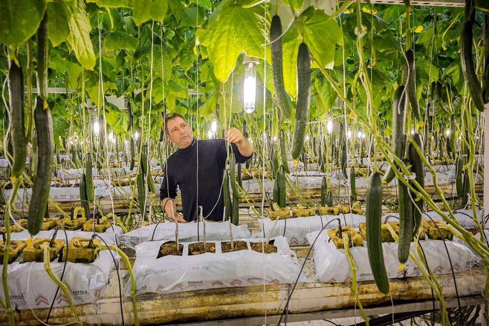 Tero Juntti viljelee kurkkuja ja tomaatteja ympärivuotisesti Kaarinassa. Hänen mukaansa kallis sähkö tuo ennennäkemättömät kustannuspaineet, mutta tavaraa riittää.