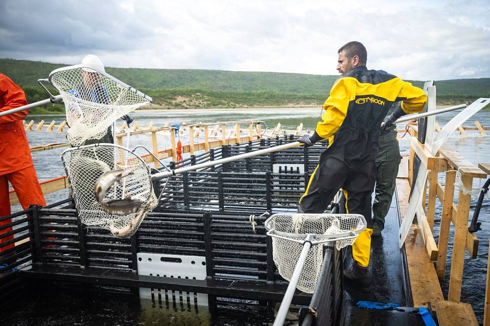 With the Norwegian dam structure, Kim Laxström moves humpback salmon towards the processing line.