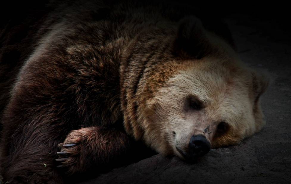 Karhu nukkuu sydäntalvella.