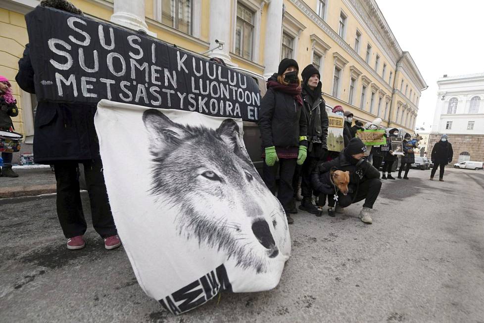 Luonto-Liiton susiryhmä järjesti joulukuun alussa kannanhoidollista sudenmetsästystä vastustavan mielenosoituksen maa- ja metsätalousministeriön edessä Helsingissä. 