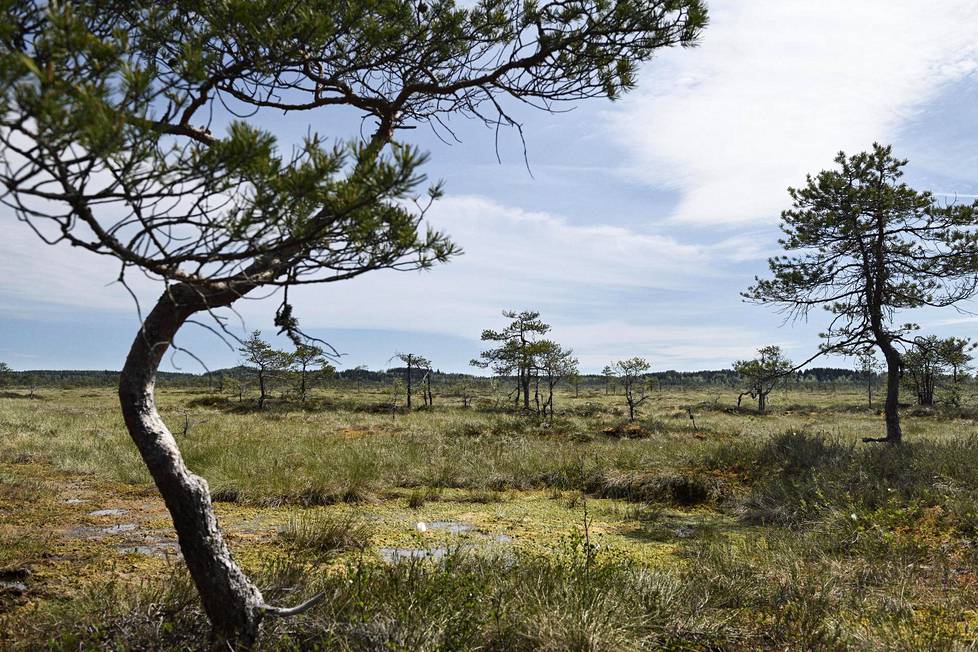 Bloggaaja Henriikka Simojoki suosittelee Torronsuon kansallispuistoa. ”On sää mikä hyvänsä, se on tosi hieno, jotenkin mystinen.”