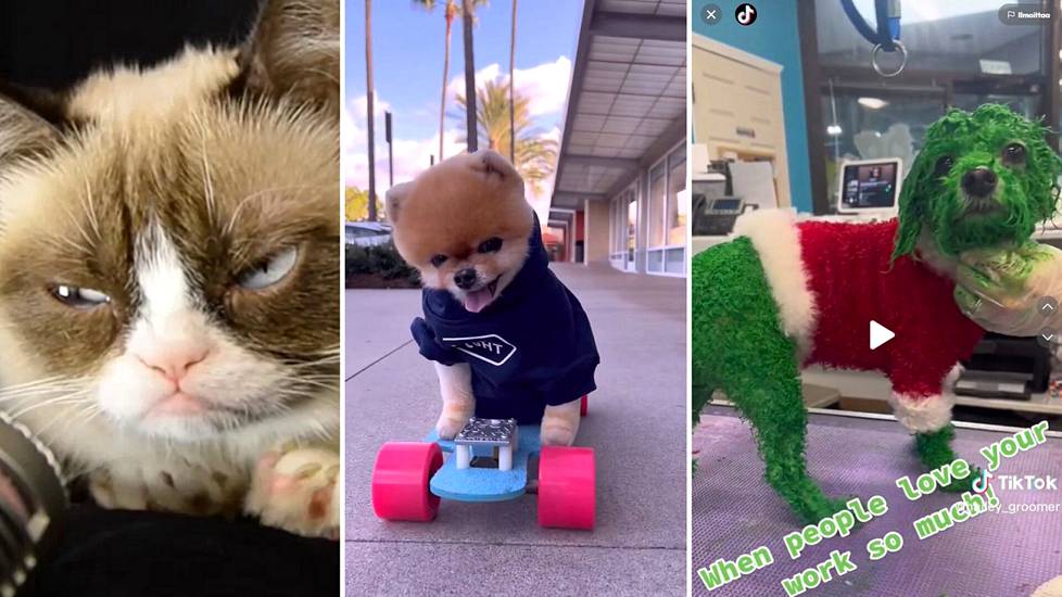 Eläinvideot leviävät erityisesti Instagramissa ja Tiktokissa. Eläinmaailman vaikuttajiksi ovat nousseet muun muassa Grumpy Cat -nimellä tunnettu kissa ja Jiffpom -koira. Oikealla kuvakaappaus Tiktok-videosta, jolla koira on käsitelty kuvitteellisen Grinchin hahmon väriseksi.