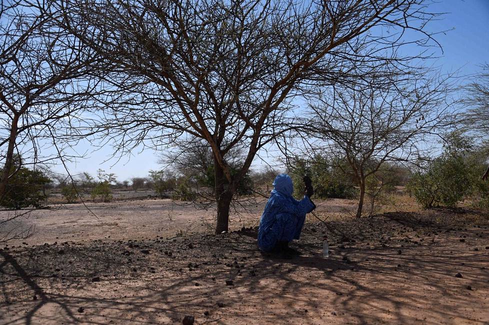 A farmer sat in the shade of a tree planted in the name of the Great Green Wall in Niger in November 2021. Projects tend to be more successful the more they utilize local plant species and the knowledge of local people.
