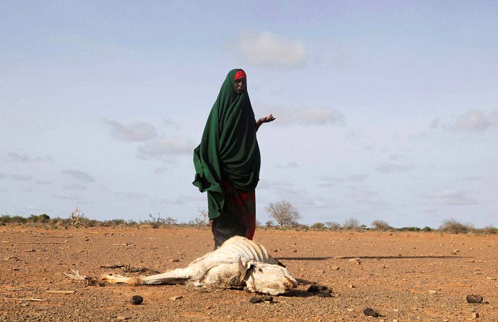 26. toukokuuta. Habiba Bile seisoo ankaran kuivuuden seurauksena kuolleen naudan vieressä lähellä Dollowia, Gedon alueella Somaliassa.