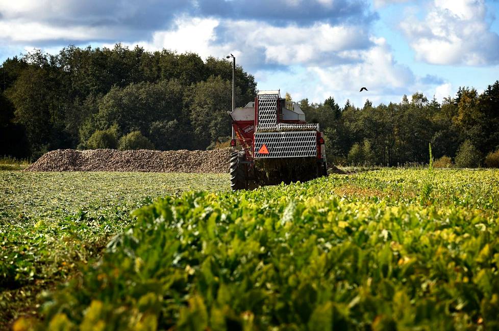 Suomessa käytetään vielä toistaiseksi neonikotinoideilla käsiteltyjä siemeniä sokerijuurikkaan viljelyssä, mutta EU:n tuomioistuimen ennakkopäätöksen myötä käytäntö loppuu ensi vuonna.  Sokerijuurikkaan nostoa Ulvilassa vuonna 2015. 