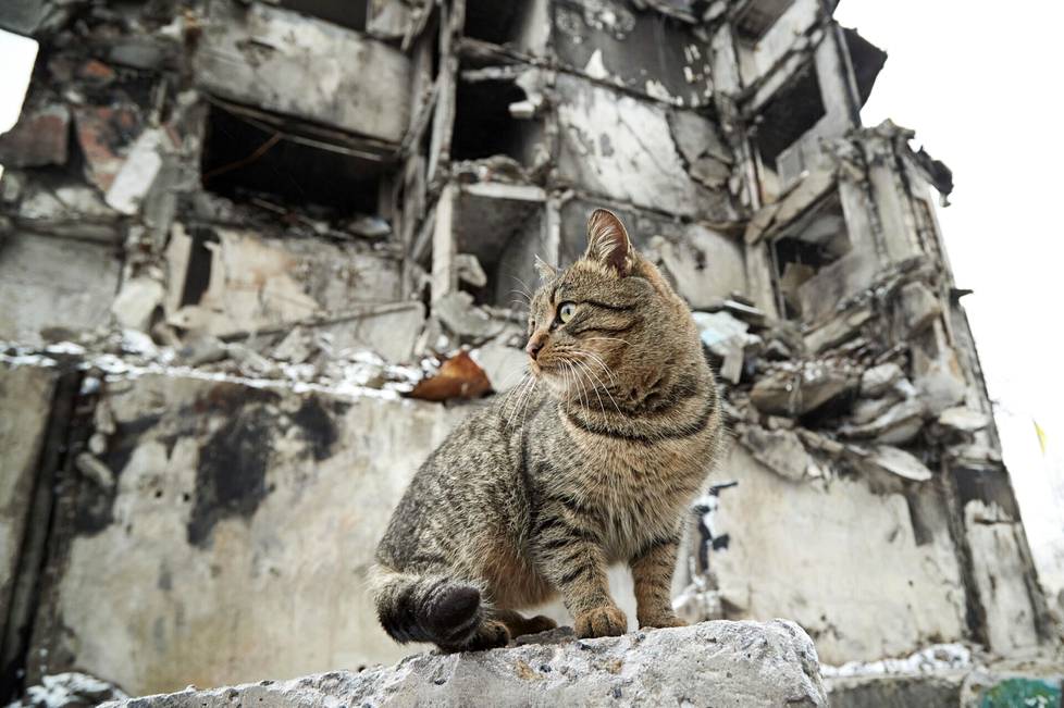 15. joulukuuta, Borodjanka. Kissa Venäjän hyökkäyksen tuhoaman talon raunioissa. 