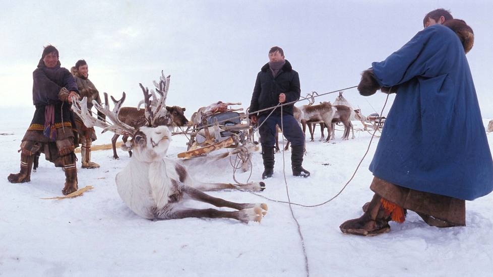 Kun nenetsit teurastavat poron, ensin kumautetaan kirveen hamaralla poron kalloon ja sitten poro hirtetään. Huhtikuussa 1991 otettu kuva on kirjasta Jäähyväiset tundralle – Siperian nenetsien matkassa.