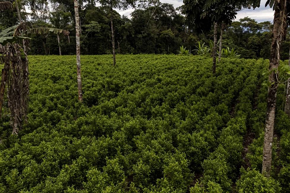 Kokaviljelmiä Putumayon alueella Kolumbiassa lähellä Ecuadorin rajaa viime marraskuussa.