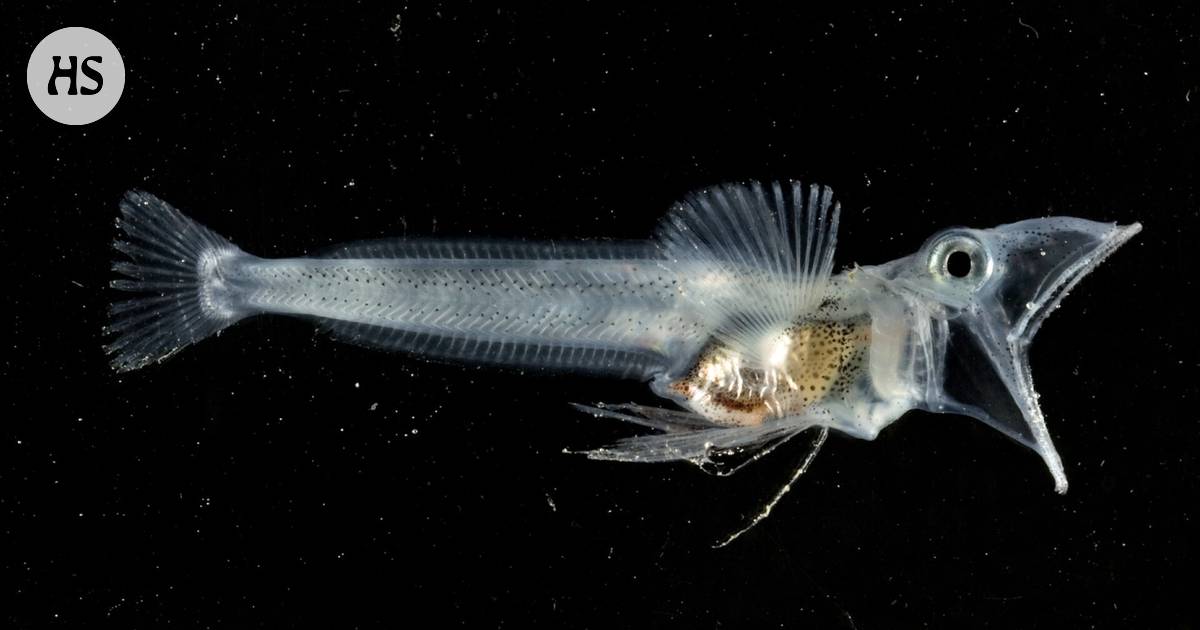 Kingfish have optimal vision beneath the ice