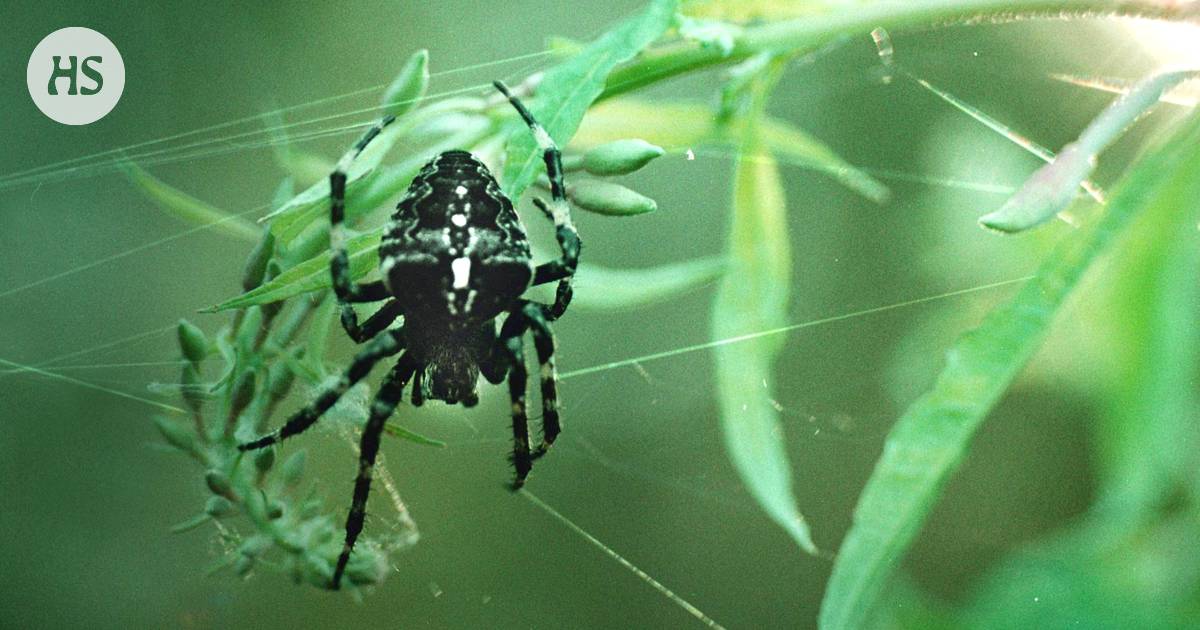 Miten hämähäkit pysyvät tippumatta verkollaan? - Tiede 