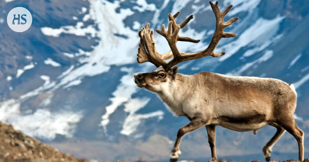 Breeding with close relatives removed unhealthy genes in deer