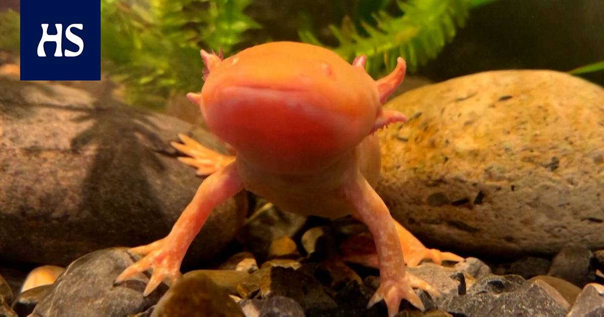 Special Axolotls Introduced in Mexico – Can Even Regenerate Their Brains, Never Grow Up – Science