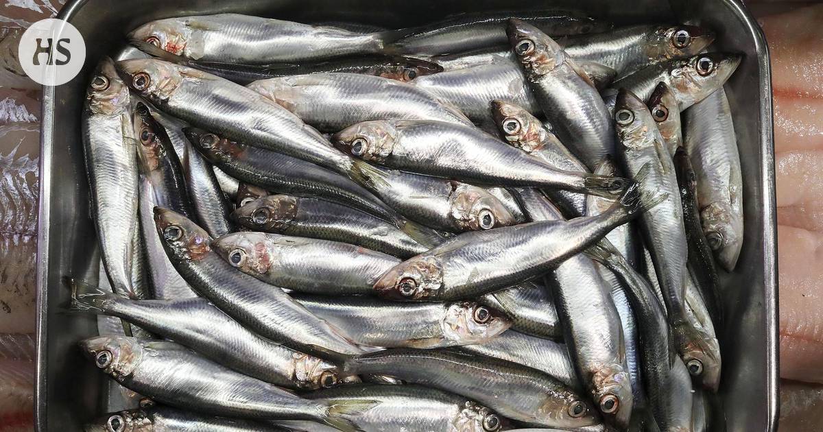 THL laittoi Suomen kalat järjestykseen: Nämä kalat ovat parhaita  sydämellesi - Kotimaa 
