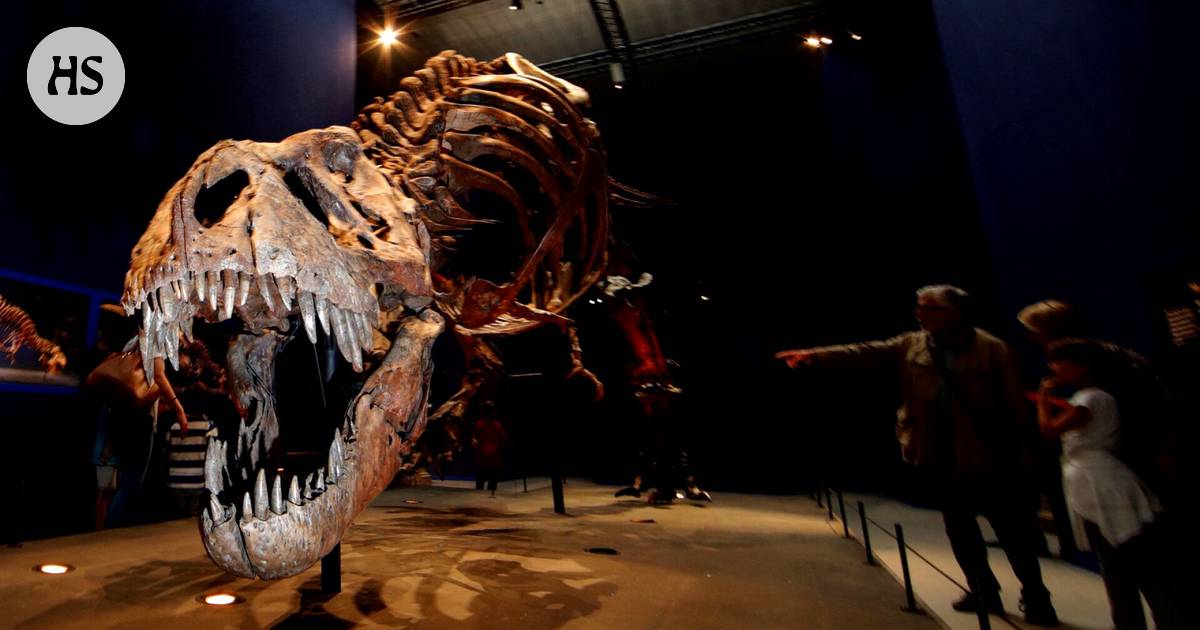 Tyrannosaurus rex was not as intelligent as previously believed