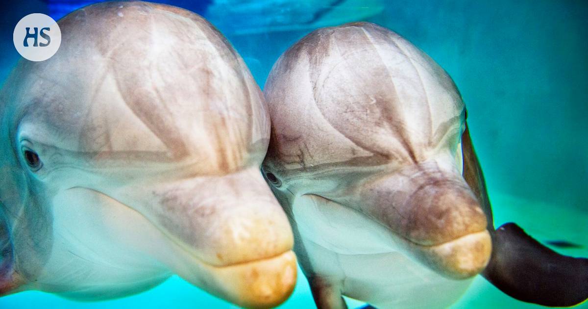 Aktivisteja kummastuttaa, miksei kreikkalainen eläinpuisto Attica anna  selkeää vastausta Särkänniemen delfiinien tilanteesta - Kotimaa 