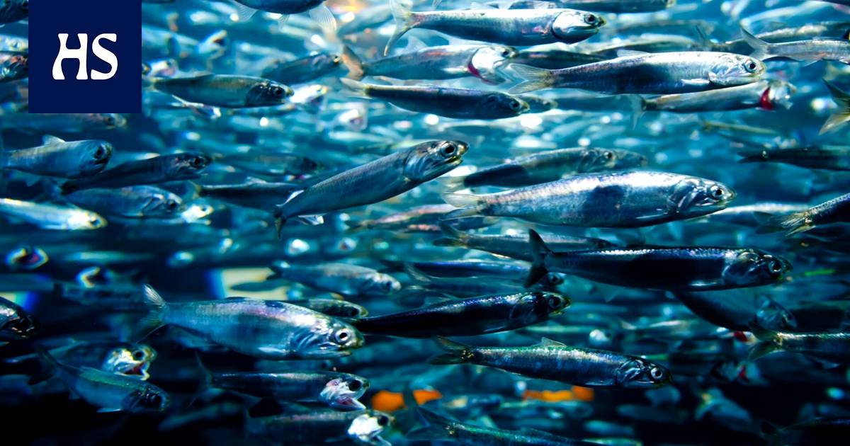 The great migration of sardines takes huge herds into the trap of warm water – strange behavior can be inherited from the ice age – Science
