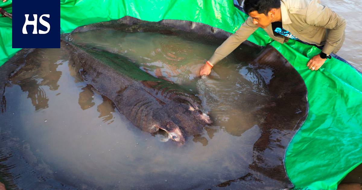 The world’s largest freshwater fish is known to have been found in the Mekong River in Cambodia – the stingray weighed 300 kilograms –